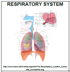 Respiratory System - Mrs. Mott